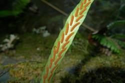 Notogrammitis billardierei. Glabrous fertile frond with elongated sori, curving away from midrib.
 Image: L.R. Perrie © Te Papa CC BY-NC 3.0 NZ